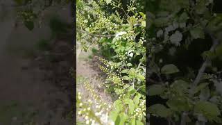 Черемухи белый цветы - White flowers of bird cherry
