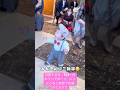 可愛すぎる！1歳1ヶ月のリングボーイ、にこにこ＆ご挨拶で会場がとろけた.#結婚式 #wedding #kawaii #shortvideo #shorts