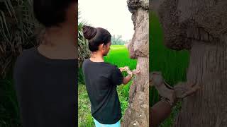 Ucha Lamba Kad Shorts Chuchu