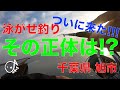 ついに来た！泳がせ釣りに掛かった魚の正体は！？な千葉県旭市 2019.10(6)