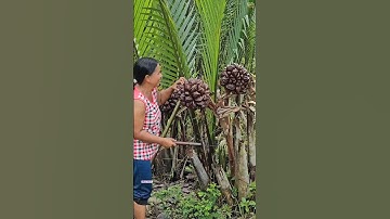Most unique fruit in the world 🌍|nippa Palm fruit|nipa #shorts