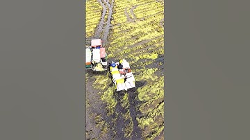 Mùa cắt lúa ở miền tây