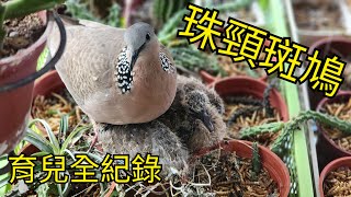 珠頸斑鳩育兒全紀錄 #成長紀錄 #育雛鳥全紀錄 #餵食秀 #珠頸斑鳩築巢 #珠頸斑鳩下蛋 #珠頸斑鳩孵蛋 #窗台上的房客 #斑鳩 #珠頸斑鳩 #珠頸斑鳩叫聲 Spilopelia chinensis