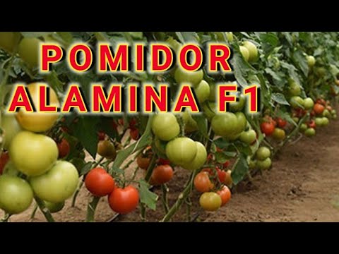 Video: Pomidor etishtirish: pomidor etishtirish bo'yicha maslahatlar