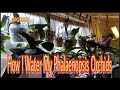 How i water phalaenopsis orchids orchids phalaenopsis