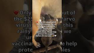 Help us vaccinate the puppies 🐶🐾 Kindly support via PayPal or Remitly (details in bio) 🤍
