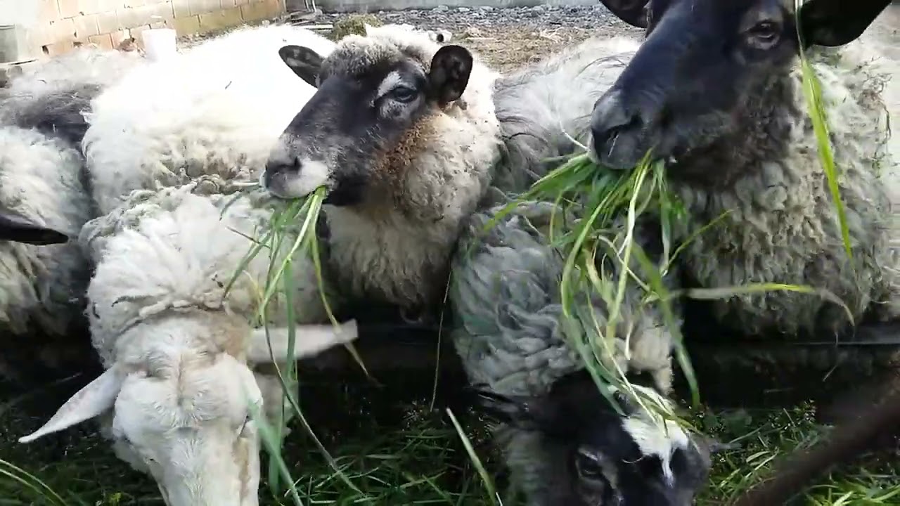 ASMR   sheep eating grass