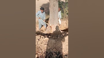 How To Cutting ✂️ Trees 🌴 #cuttingskills #tree #mazdori #skills  #viralshort #growth