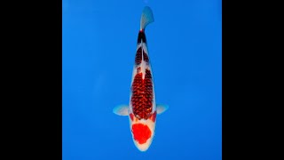 Hosokai 49Cm Goromo Ref0625 - C