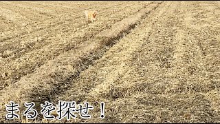 まるくんどこいった！？