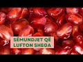 Shega Fruti Që Jep Jetë Shega Fruti Që Jep Jetë