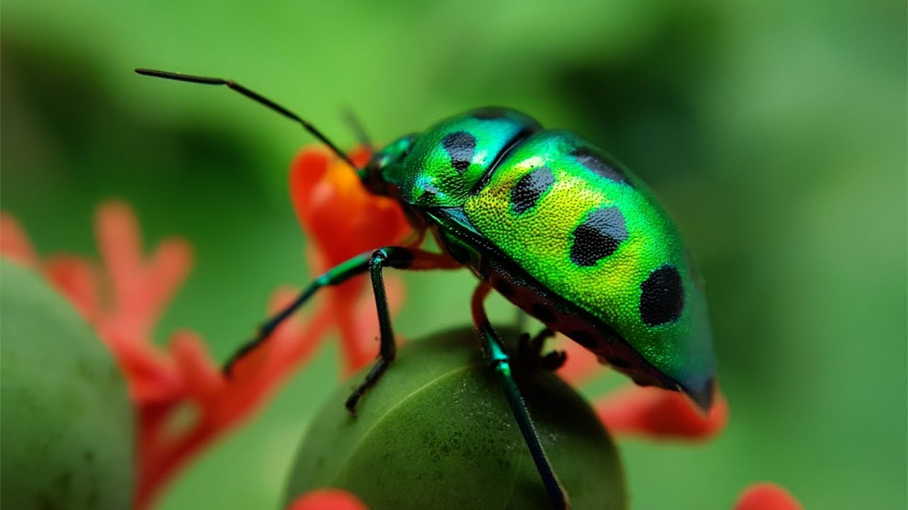 Velvet Crunch - Extracts - ESP Project