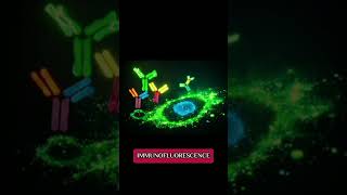 تقنية التألق المناعي Immunofluorescence