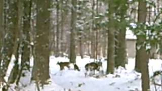 Information Goeke Cabins 1 Update