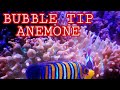 Bubble tip anemone bubble tip anemone befour introducing  to your marine aquariumin hindi 2021