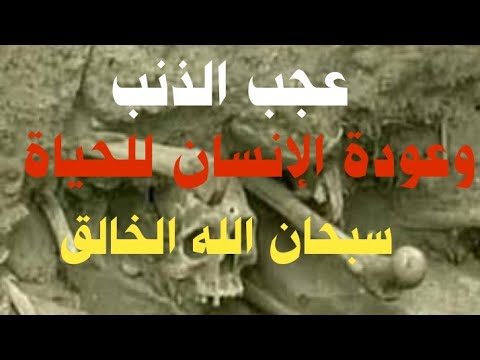 عجب الذنب وعودة الإنسان للحياة كل الجسد يبلى إلا عجب الذنب الذي منه سينبت الله الإنسان يوم البعث