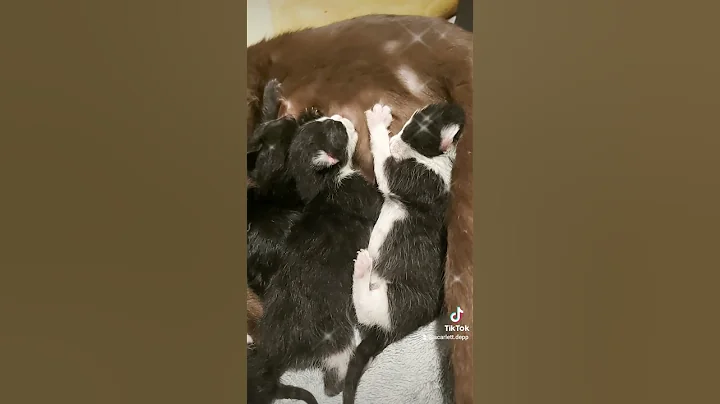 Video 6648481: beautiful oriental kittens