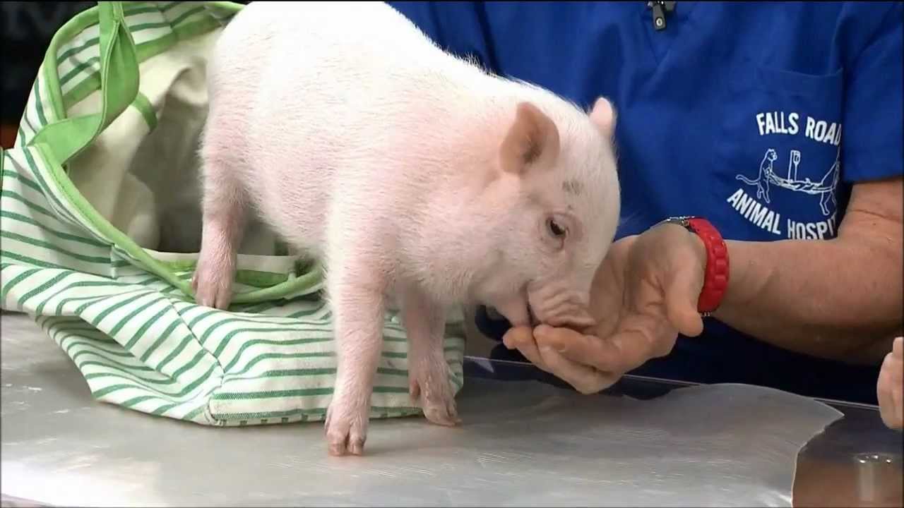 Dr. Kim Hammond Talks About Owning an Alternative or Exotic Pet