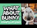 Is Bunny The Dog Still Sassy?