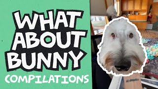 Is Bunny The Dog Still Sassy?