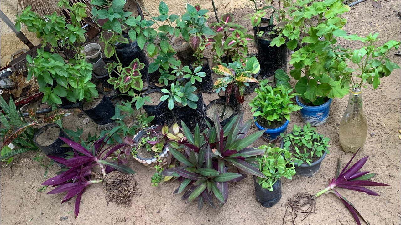 كيف تجعل كل نبتة عشرة نباتات وتخلي حديقتك مليانة نباتات بكثافة أو تحولها لفكرة مشتل ومشروع مربح جدًا