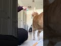 Tory video
