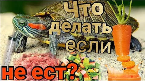 Что делать если красноухая черепаха не ест