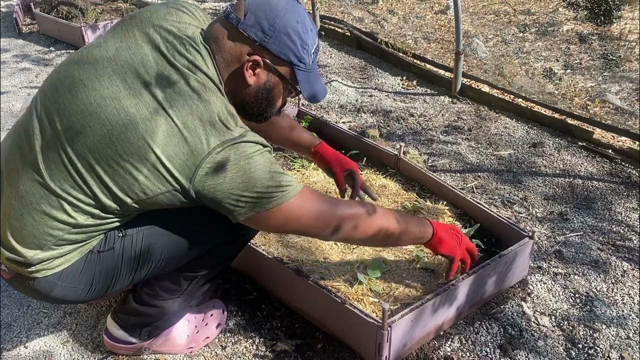 Removing Compacted Soil in Raised Beds Project G.R.A.P.E. YouTube