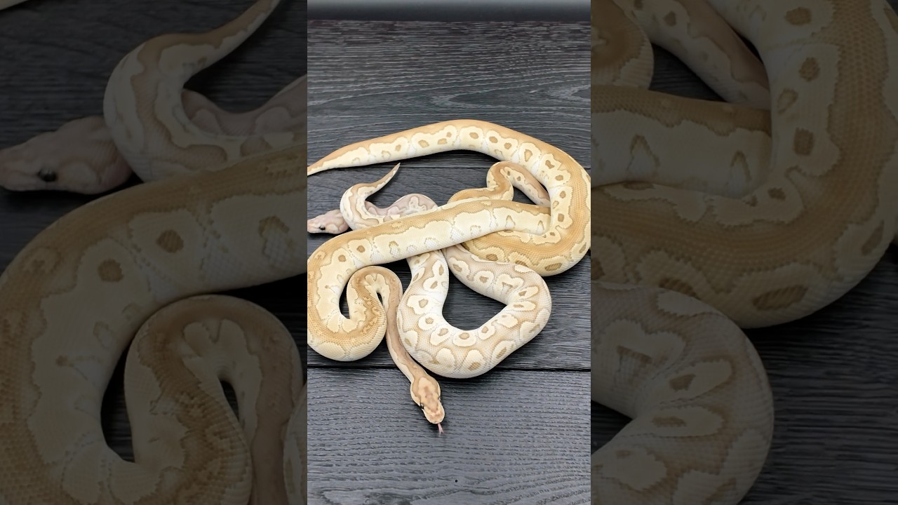 3 OSTATNIE Pytony Królewskie 🐍🔥 Kto pierwszy, ten lepszy! #pythonregius #pytonkrólewski #snake