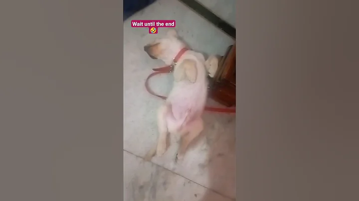 Does your dog sleep like this? #dog #labrador #sleepy #doglovers #cutedogs #pets #youtubeshorts