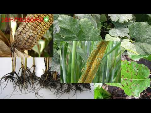 ბიოლოგიური ფუნგიციდი - ბაქტოფიტი