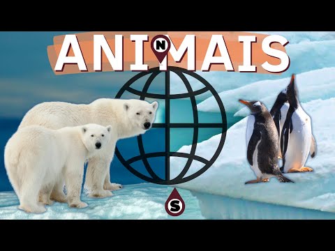 QUAIS SÃO OS ANIMAIS QUE VIVEM NO POLO SUL E NO POLO NORTE?