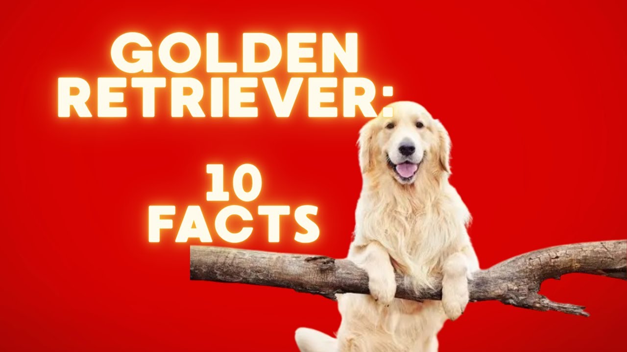 🐶 10 Mind-Blowing Facts About Golden Retrievers You Never Knew!