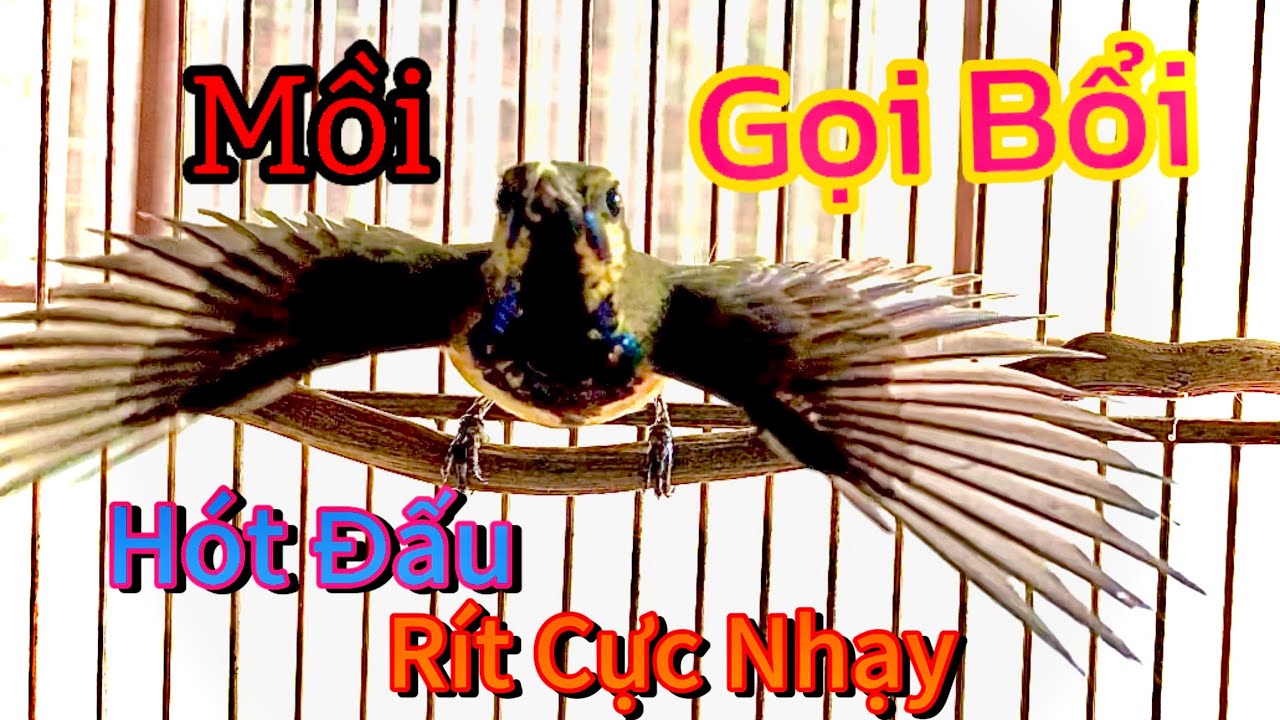 Hút Mật 5 Màu Bụng Trắng Mồi Gọi Bổi, Hót Rít Dụ Bổi Cực Nhạy #hutmat5mau #tieng5mau #hútmật