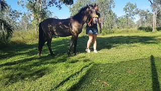 How To Lay A Horse Down - Spirits 6Th Time