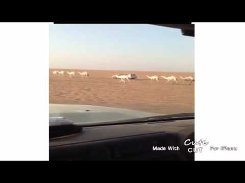 منقية سعد بن سيف ابن قينان ال عمار