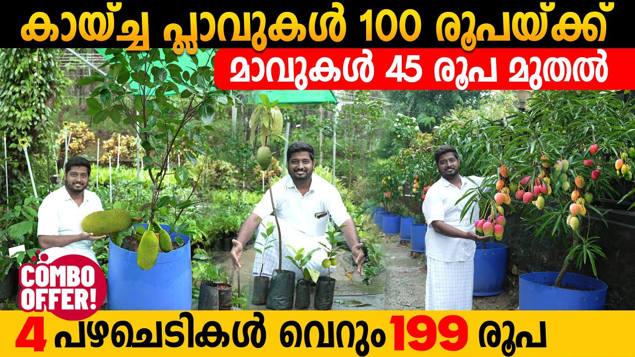 പകുതി വിലയ്ക്ക് പഴച്ചെടികൾ|വില കേട്ടാൽ ആരും വാങ്ങിപ്പോകും|Exotic Fruit Plants in Discount