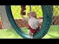 So much fun!! The amazing baby LIORA climbed On The Swing to pick grapes