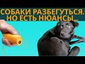 Отпугиватель собак с Алиэкспресс. Тест на агрессивных собаках