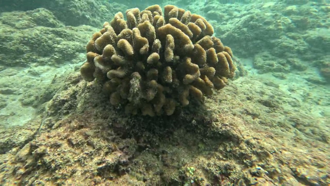 Maui 1486 - Butterflyfish & Arc-eye Hawkfish