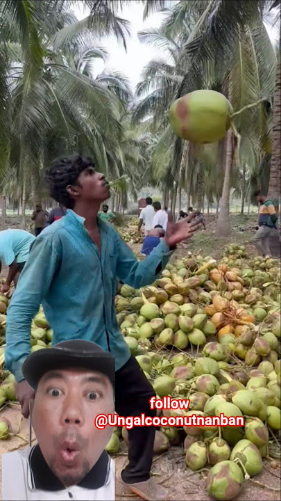 Download lagu G1L4 BENER😱 Skill Cuttingnya #ytshorts #shorts #cuttingskills #coconut #fruit #viral