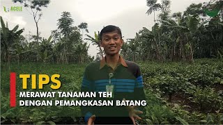 TIPS BUDIDAYA TANAMAN TEH