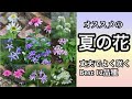 【夏の花壇にオススメ・暑さに強い花12選】【ガーデニング】