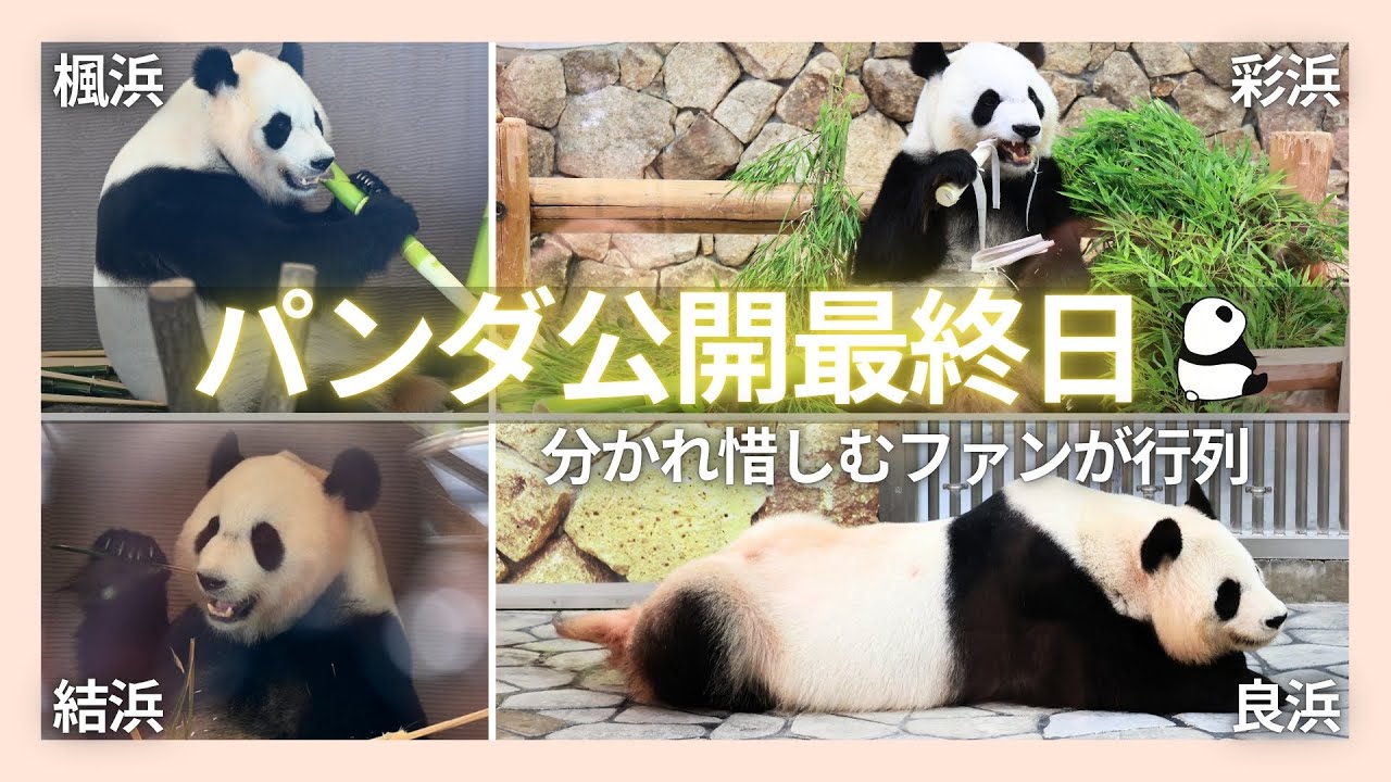 紀伊民報連載 ありがとうパンダ パンダ公開最終日 分かれ惜しむファンが行列 和歌山県白浜 - YouTube