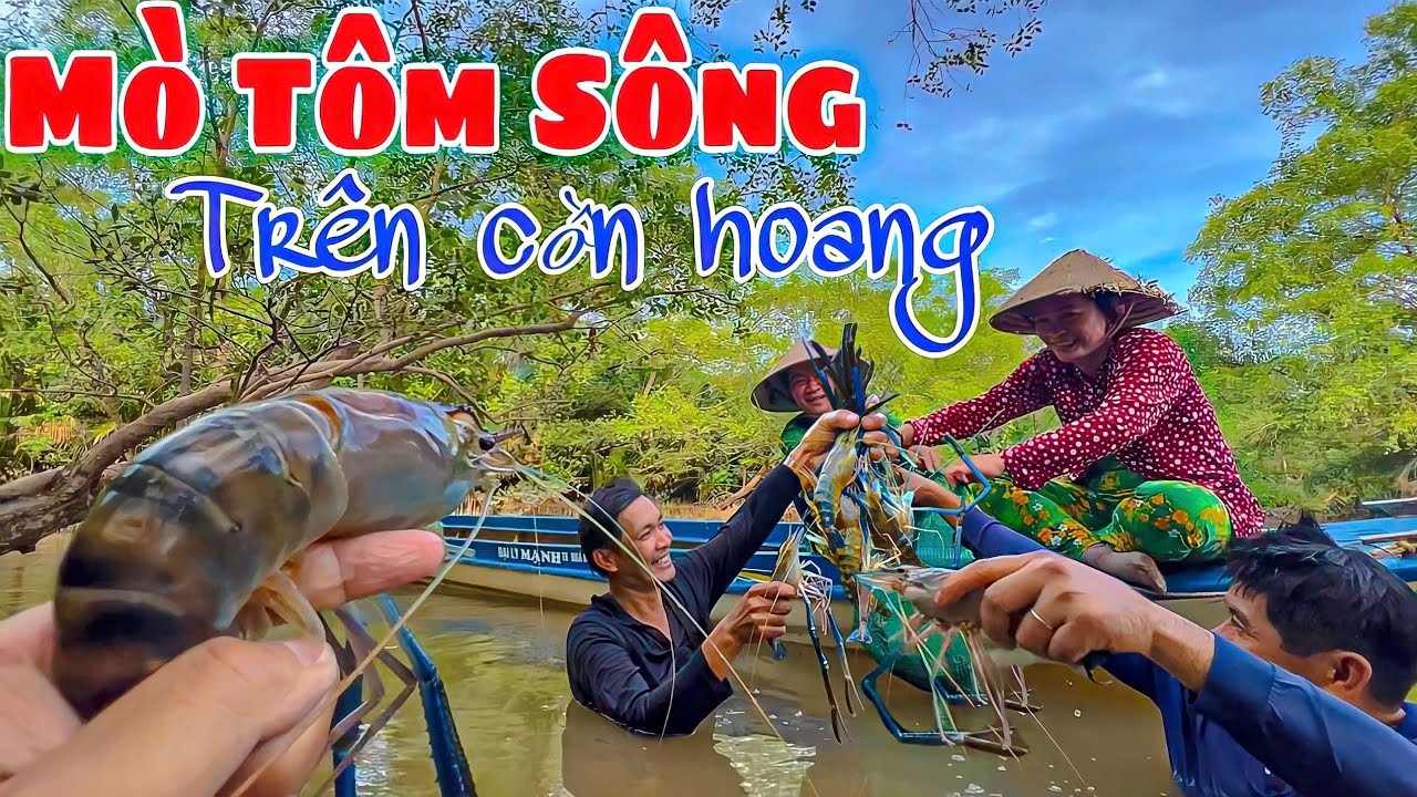 Phá Kỷ Lục Mò Tôm Sông Trên Cồn Hoang, Con Nào Củng To Bằng Cổ Tay | HCL #329
