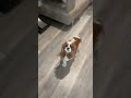 Tested it for a month and can't go back #dogreviews #honest