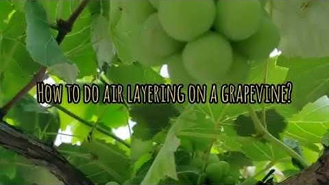 Bodha Farms - Air Layering on Grapevine