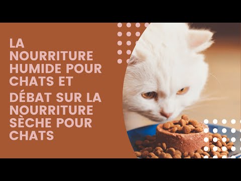 Vidéo: Les chats ont-ils besoin de nourriture humide ?