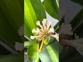 Cận cảnh hoa Thiết mộc lan  nở￼ .Close-up of Magnolia blossoms