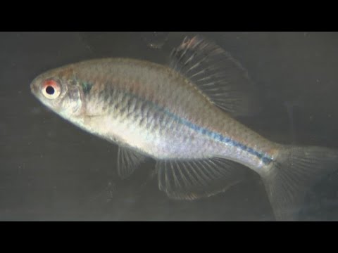 絶滅危惧ⅠA類「スイゲンゼニタナゴ」の繁殖に成功 瀬戸内市の
